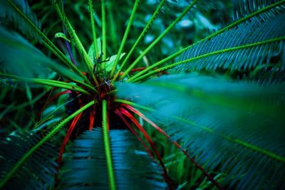 Close-up of palm leaf