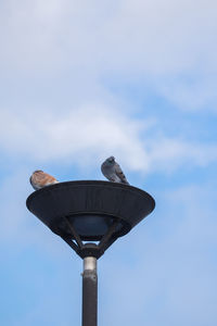 Low angle view of pigeons perching on lamp post against sky