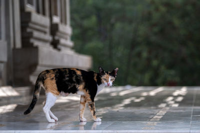 Portrait of dog standing on footpath