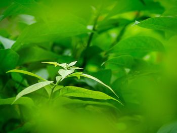 Close-up of green flowering plant