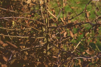 Close-up of lizard on branch