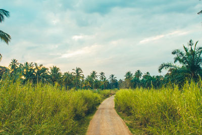 Dirt road amidst trees on field against sky