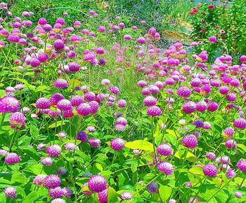 Close-up of pink flowering plants on field