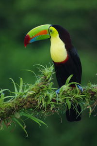 Close-up of bird perching on branch