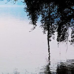 Reflection of trees in lake