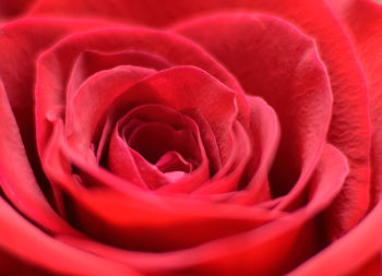 Close-up of red rose blooming outdoors