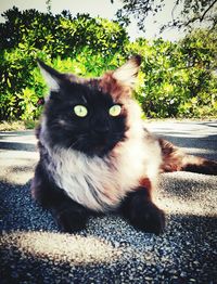 Close-up of cat sitting outdoors