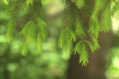 Close-up of pine tree