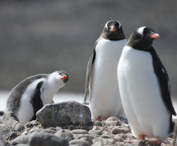 Penguins at falkland islands