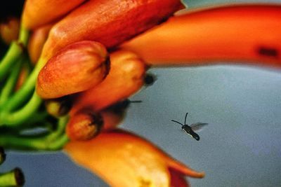 Close-up of insect on orange flower