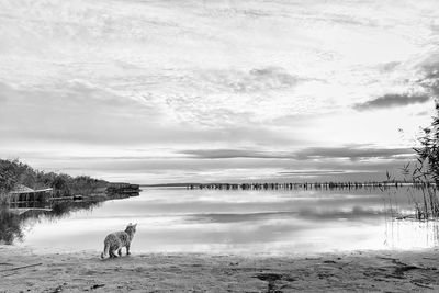 Dog on shore against sky
