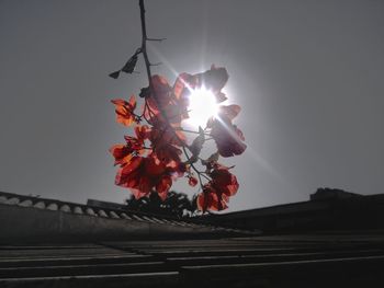 Low angle view of flower tree against sky