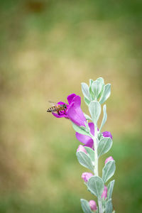 Close-up of pink flowering plant