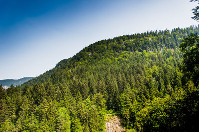 Scenic view of forest against clear sky