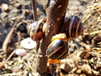 Close-up of snail