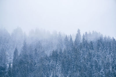 Trees in foggy weather