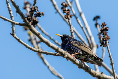 Low angle view of bird perching on branch against sky