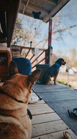 Dogs sitting on boardwalk