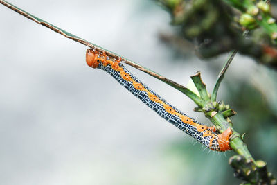 Close-up of butterfly on plant