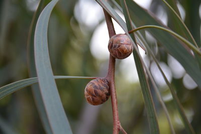 Close-up of snail on plant