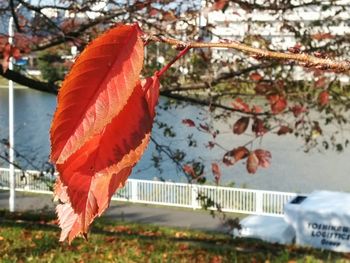 Close-up of maple leaf on tree during autumn