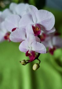 Close-up of flower blooming outdoors