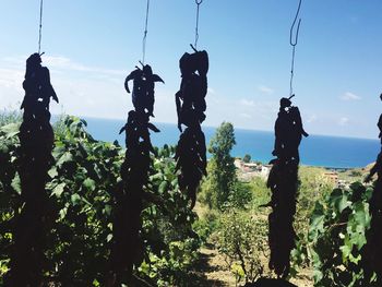 Silhouette plants against blue sky