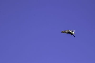 Low angle view of bird flying against blue sky