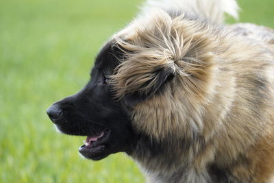 Close-up of dog on field