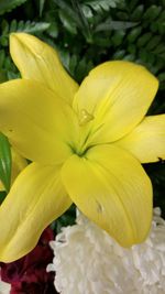 Close-up of yellow flower