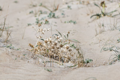 Close-up of dry plants on a field