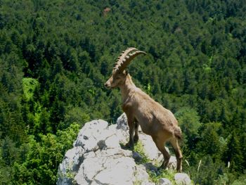 Capricorn standing on rock in forest