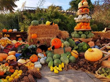 Pumpkins in market stall against sky