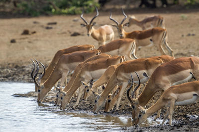 Flock of impalas drinking water at lakeshore