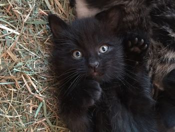 Close-up portrait of cat