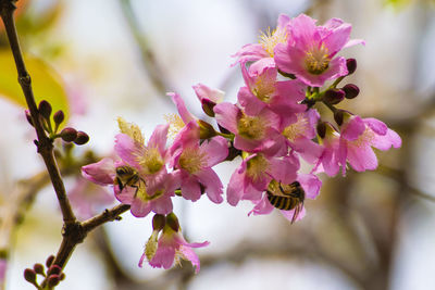 Close-up of pink cherry blossoms