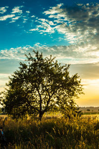 Tree on field against sky at sunset