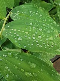 Close-up of wet leaves on rainy day