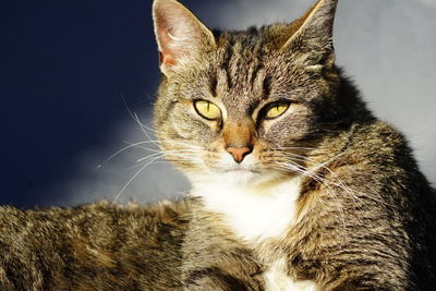 Close-up portrait of a cat in sunlight 