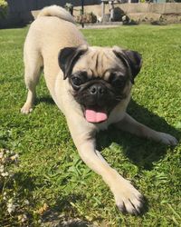 Portrait of dog sticking out tongue on field