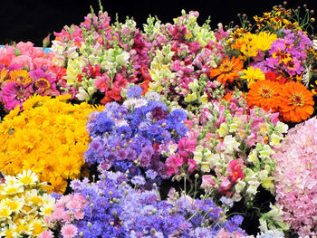 Close-up of purple flowering plants against black background