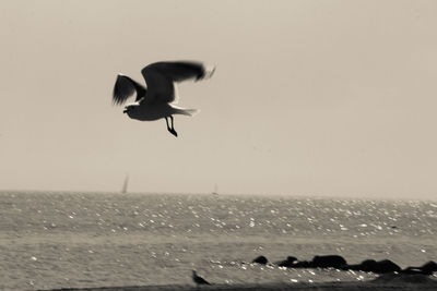 Birds flying over sea