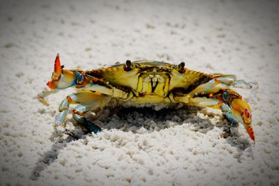 Close-up of crab on white sand at beach