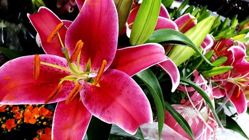 Close-up of pink lilies