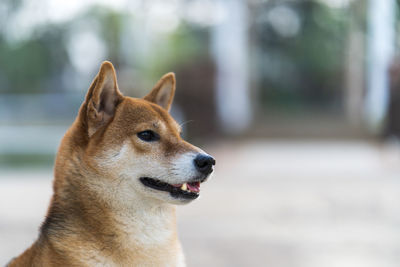 Young red shiba inu dog staying sutdoor in the morning. close-up of a dog looking away.
