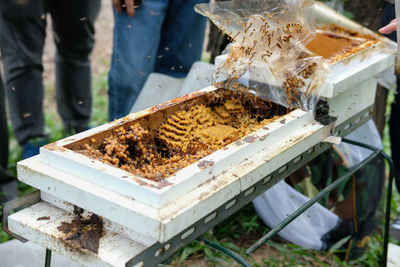 Close-up of bees