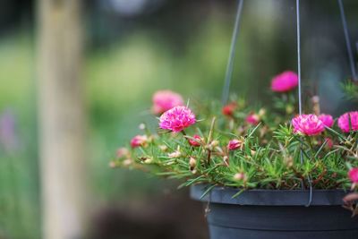 Close-up of pink flowering plant