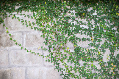 Full frame shot of ivy growing on wall