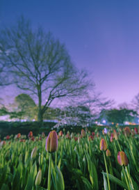 Close-up of flowers blooming on field against sky