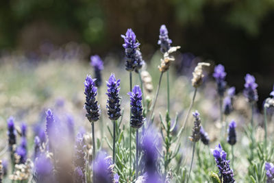 Close-up of purple flowering plants on field